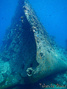 scuba diving photo