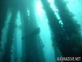 scuba diving photo