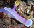 scuba diving photo