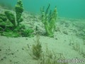 scuba diving photo
