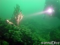 scuba diving photo