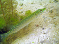 scuba diving photo