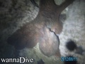scuba diving photo
