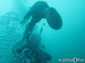 scuba diving photo