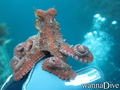 scuba diving photo