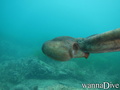 scuba diving photo