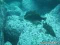 scuba diving photo
