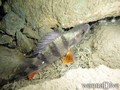 scuba diving photo
