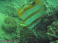 scuba diving photo