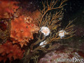 scuba diving photo