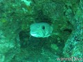 scuba diving photo