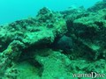 scuba diving photo