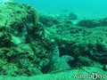 scuba diving photo