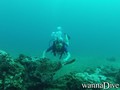 scuba diving photo