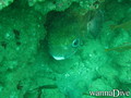 scuba diving photo