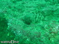 scuba diving photo