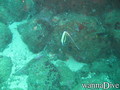 scuba diving photo