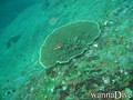 scuba diving photo