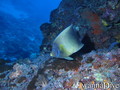 scuba diving photo