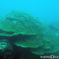 scuba diving photo
