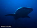 scuba diving photo