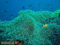 scuba diving photo