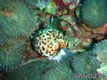 scuba diving photo