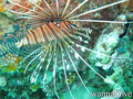 scuba diving photo