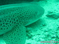 scuba diving photo