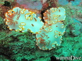 scuba diving photo