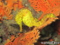 scuba diving photo