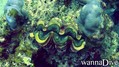 scuba diving photo