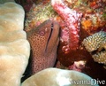 scuba diving photo