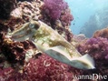 scuba diving photo