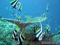 scuba diving photo