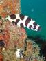 scuba diving photo