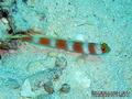 scuba diving photo