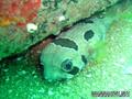 scuba diving photo