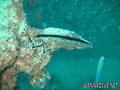 scuba diving photo