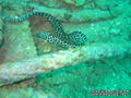 scuba diving photo