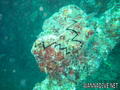 scuba diving photo