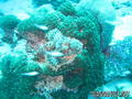 scuba diving photo