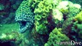 scuba diving photo