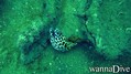 scuba diving photo