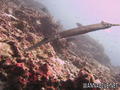 scuba diving photo