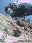 scuba diving photo