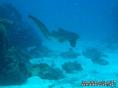 scuba diving photo
