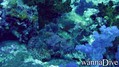 scuba diving photo