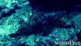 scuba diving photo