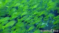 scuba diving photo